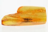 Detailed Fossil Wasp (Torymidae) in Baltic Amber #328134-1